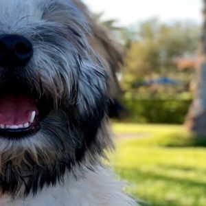 Meet your Posher, Garrett